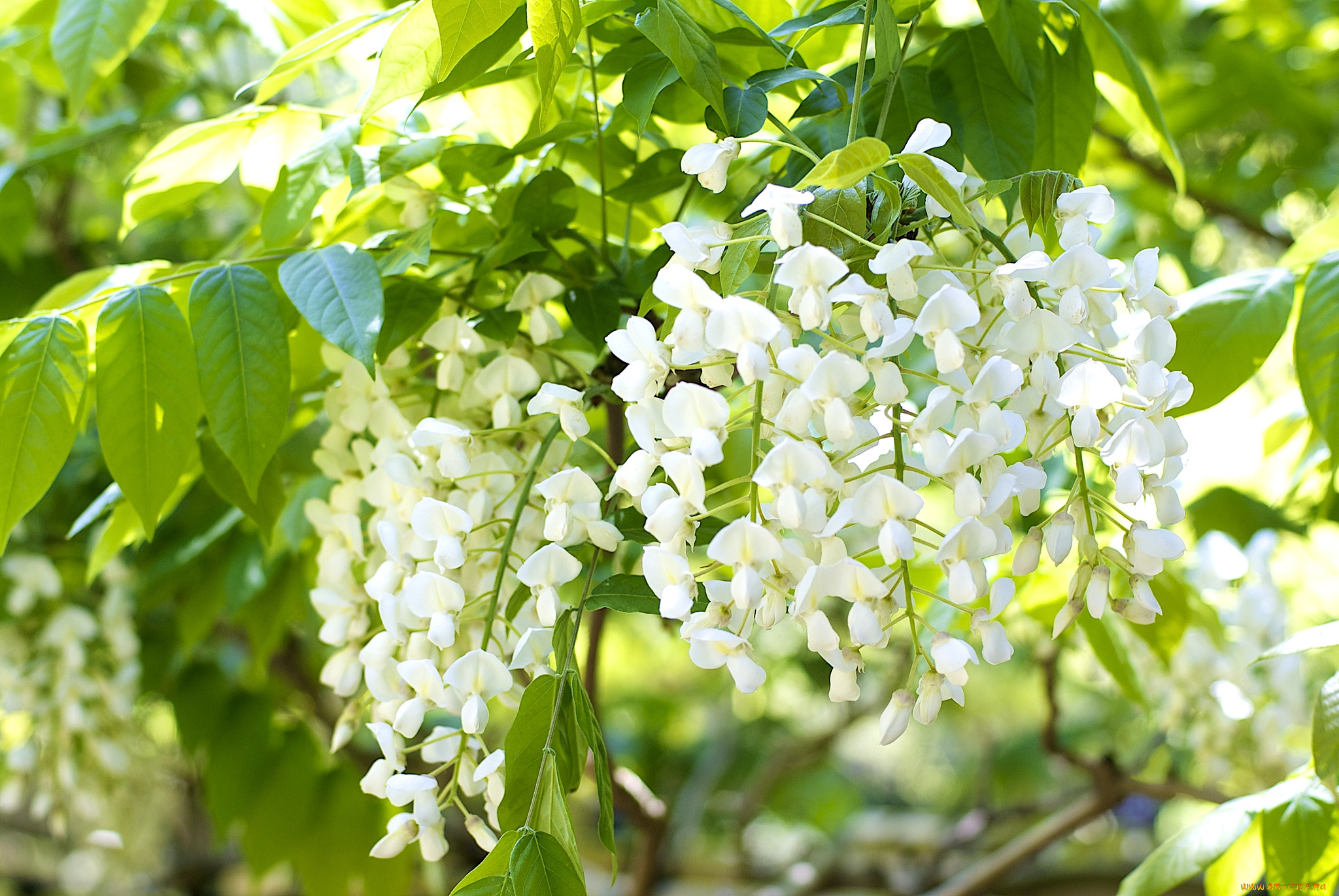 White tree. Акация белая (Робиния). Акация белая (Робиния) (цветки белые). Робиния Цветущая. Цветущая Акация.